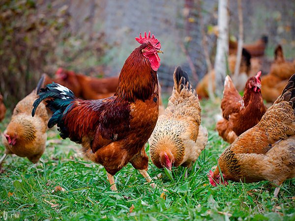 Породы куриц | ЗооТом - продажа, вязка и услуги для животных в Талнахе