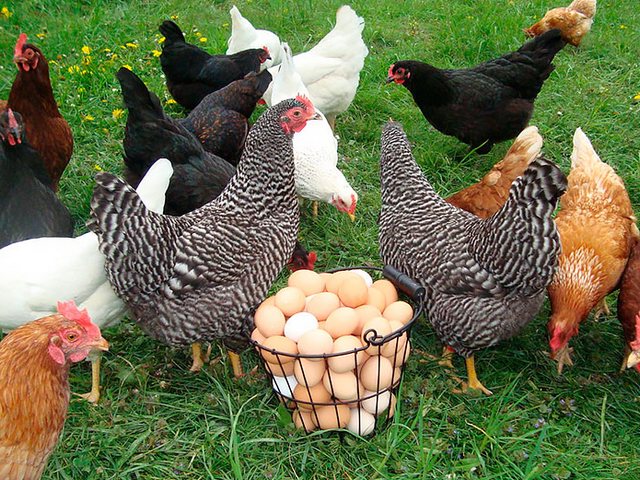 Содержание кур и уход за ними | ЗооТом - продажа, вязка и услуги для животных в Талнахе
