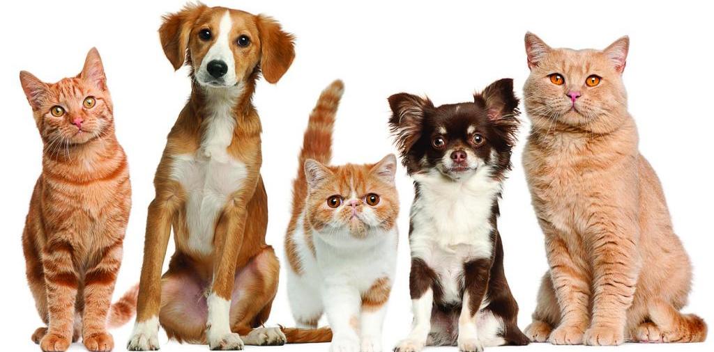 Доска объявлений о животных | ЗооТом - продажа, вязка и услуги для животных в Талнахе