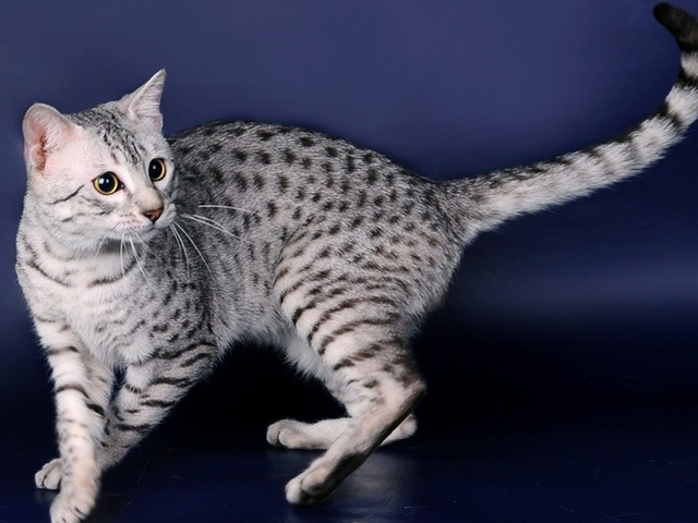 Породы кошек в Талнахе | ЗооТом портал о животных