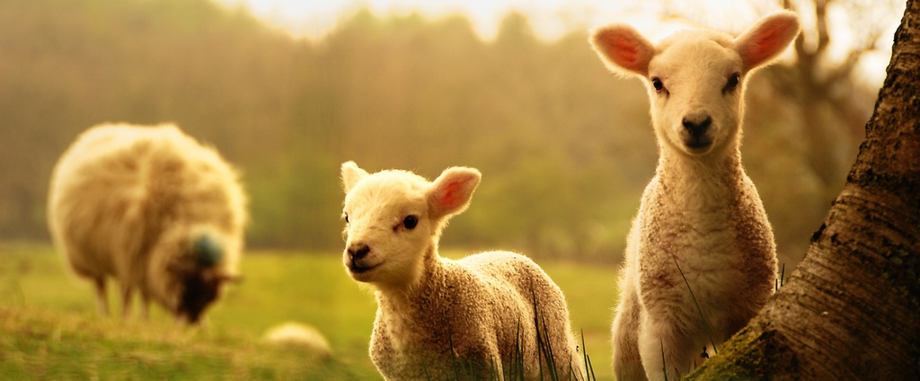 Объявления о сельскохозяйственных животных | ЗооТом - продажа, вязка и услуги для животных в Талнахе