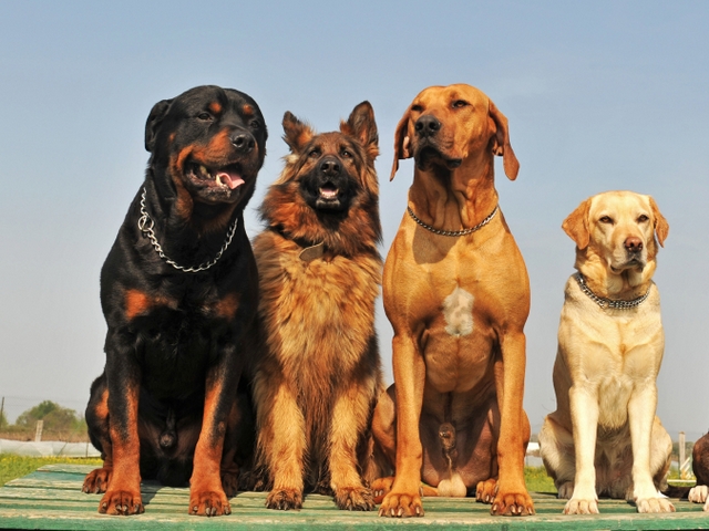 Крупные породы собак в Талнахе | ЗооТом портал о животных
